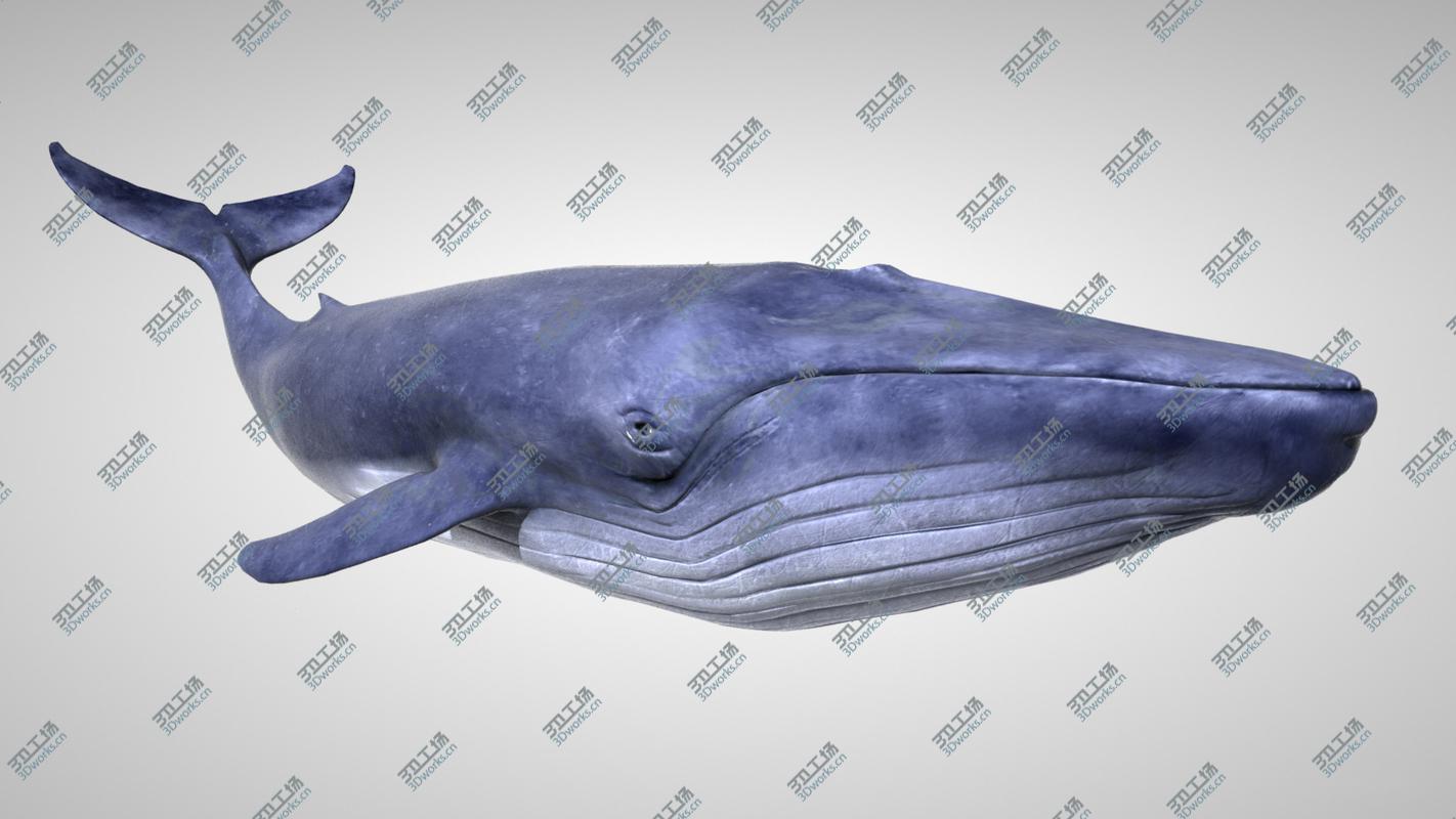 images/goods_img/202105073/3D Blue Whale with Octane Support/4.jpg
